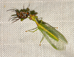 Zeugomantispa minuta