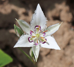 Calochortus lyallii