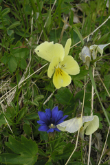 Viola oreades
