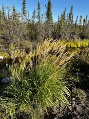 Calamagrostis