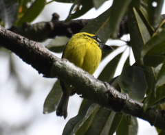 Todirostrum chrysocrotaphum