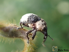 Sternuchopsis trifida