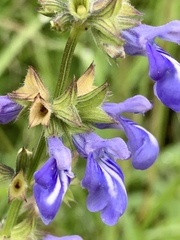 Salvia laevis