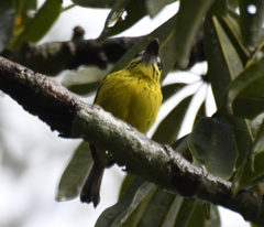 Todirostrum chrysocrotaphum
