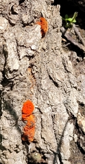 Amphilogia gyrosa