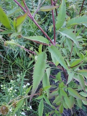 Bidens vulgata