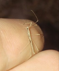 Neides aduncus