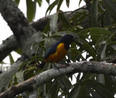 Euphonia rufiventris