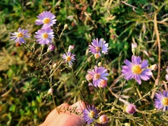 Symphyotrichum oolentangiense