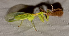 Zeugomantispa minuta