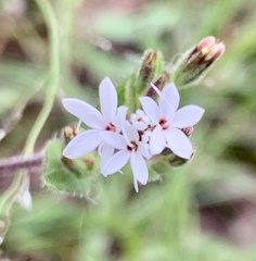 Stevia viscida