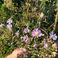 Symphyotrichum oolentangiense