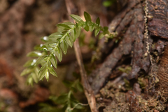 Mniaceae