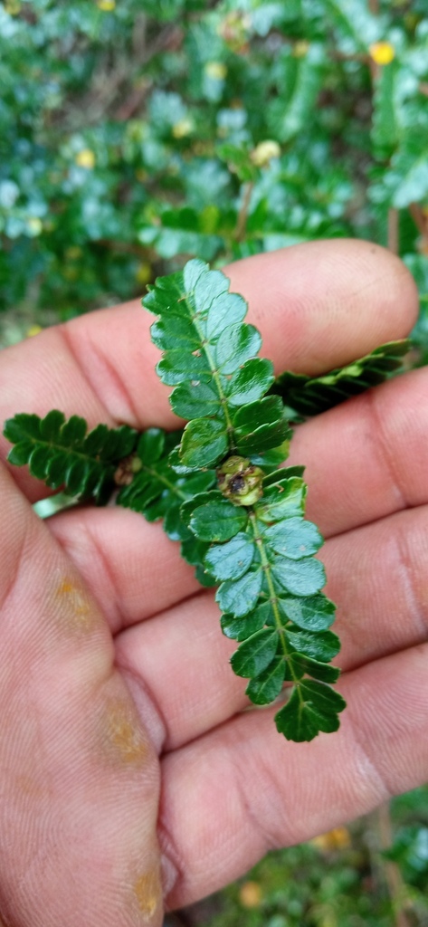 Weinmannia fagaroides