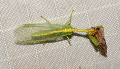 Zeugomantispa minuta