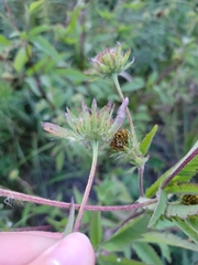 Bidens vulgata