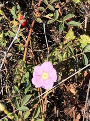 Rosa californica