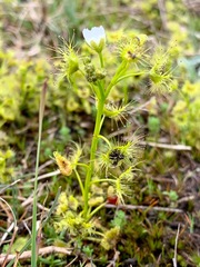 Drosera hookeri