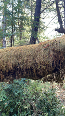 Pseudisothecium stoloniferum