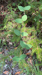 Lonicera hispidula