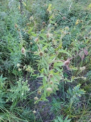 Bidens vulgata