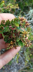 Weinmannia tomentosa