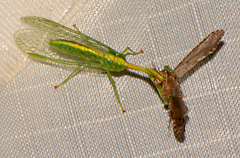 Zeugomantispa minuta