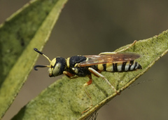 Philanthus ventilabris