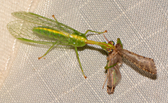 Zeugomantispa minuta