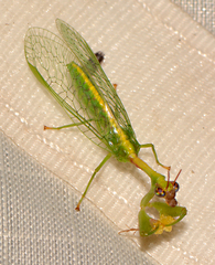 Zeugomantispa minuta