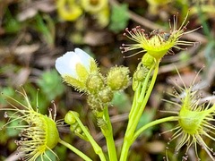 Drosera hookeri