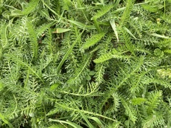 Achillea millefolium
