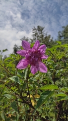 Dahlia excelsa