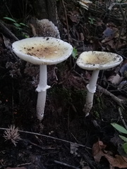 Amanita xylinivolva