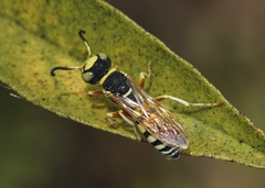 Philanthus ventilabris