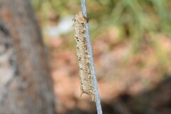 Austrovates variegata