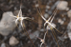 Caladenia capillata