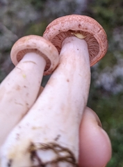 Lactarius vinaceorufescens