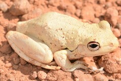 Litoria rothii
