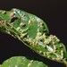 Aceria cephalanthi - Photo (c) Ron Wertz, algunos derechos reservados (CC BY-NC-SA), subido por Ron Wertz