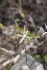 Caladenia capillata