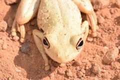 Litoria rothii