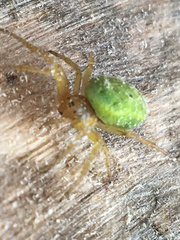 Araniella