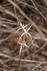 Caladenia capillata