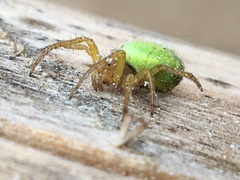 Araniella