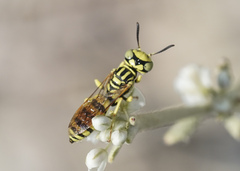 Philanthus multimaculatus