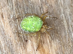 Araniella
