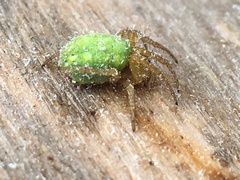 Araniella