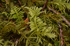 Kindbergia oregana