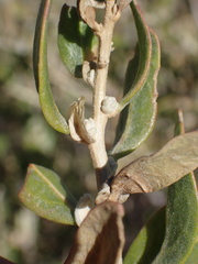 Grayia spinosa